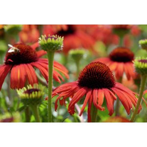 Echinacea purpurea Postman - Kasvirág