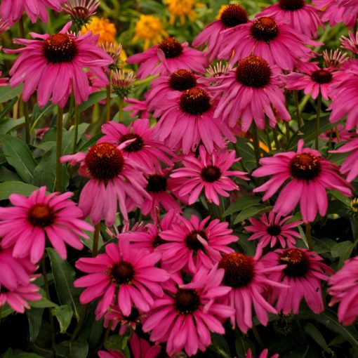 Echinacea purpurea Purple Emperor - Kasvirág