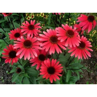 Kasvirág (Echinacea)