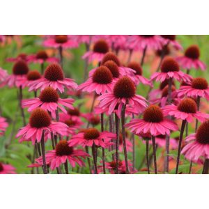 Echinacea purpurea Sensation Pink - Kasvirág