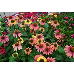 Echinacea purpurea Summer Cocktail - Kasvirág