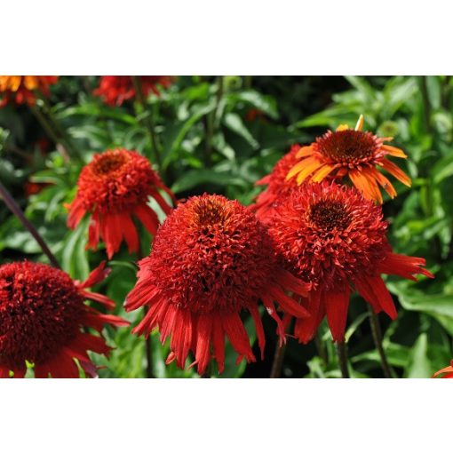 Echinacea purpurea Sweet Chili - Kasvirág