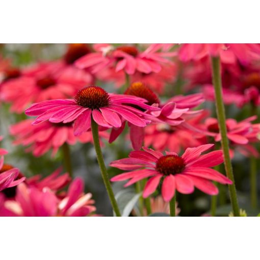 Echinacea purpurea Sweet Meadow Mama - Kasvirág