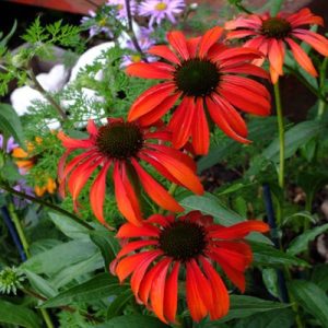 Echinacea purpurea Tomato Soup - Kasvirág