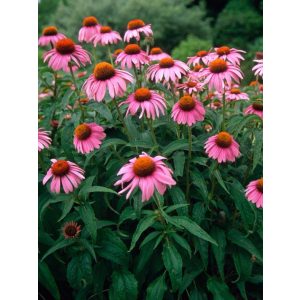 Echinacea purpurea - Kasvirág