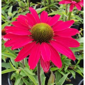 Echinacea Sunseekers Magenta - Kasvirág