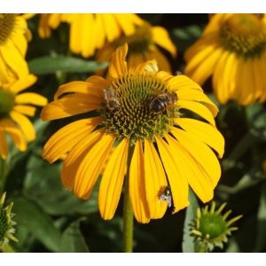 Echinacea Sunny Meadow Mama - Kasvirág