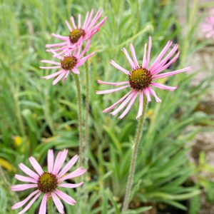 Echinacea tennesseensis Rocky Top - Kasvirág