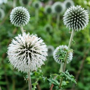 Echinops bannaticus Star Frost - Szamárkenyér