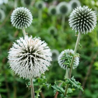 Szamárkenyér (Echinops)