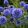 Echinops ritro Platinum Blue - Szamárkenyér