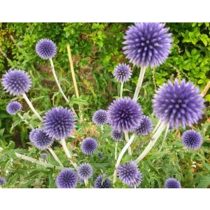 Echinops ritro Veitchs Blue - Szamárkenyér