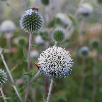 Szamárkenyér (Echinops)