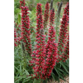 Kígyószisz (Echium)