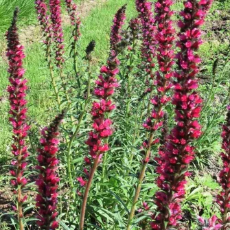 Kígyószisz (Echium)