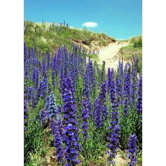 Kígyószisz (Echium)