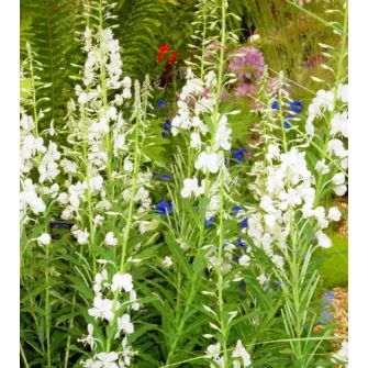 Füzike (Epilobium)