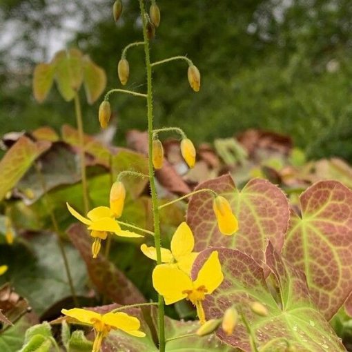 Epimedium alpinum - Püspöksüveg