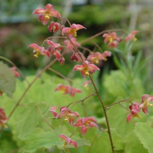 Epimedium cantabrigiense - Püspöksüveg