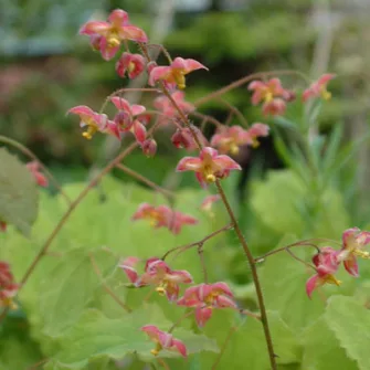 Püspöksüveg (Epimedium)