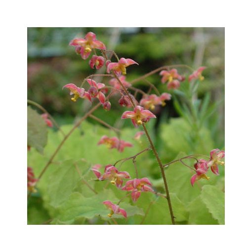 Epimedium cantabrigiense - Püspöksüveg