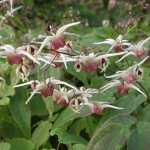 Epimedium Domino  - Püspöksüveg