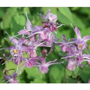 Epimedium grandiflorum Lilafee - Püspöksüveg