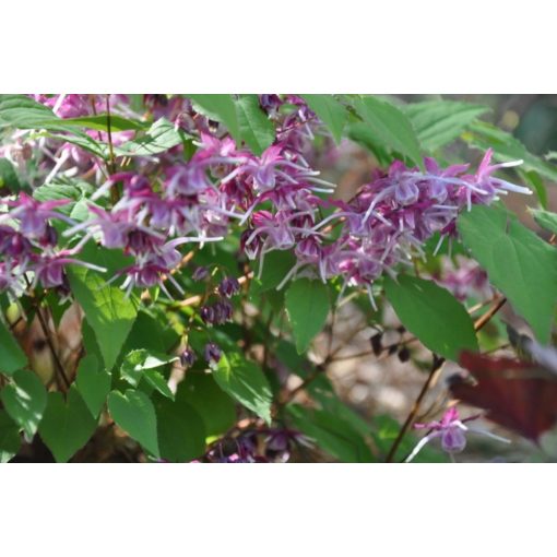 Epimedium grandiflorum Purple Pixie - Püspöksüveg
