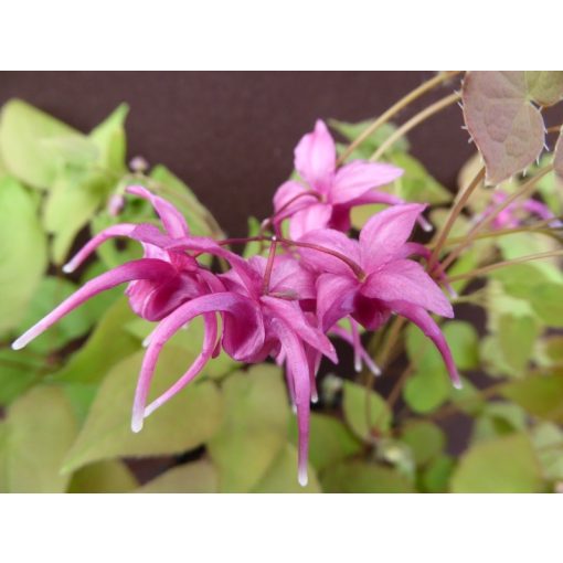 Epimedium grandiflorum Red Beauty - Püspöksüveg