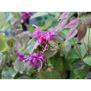 Epimedium grandiflorum Rose Queen - Püspöksüveg