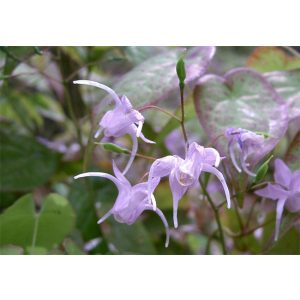 Epimedium grandiflorum - Püspöksüveg