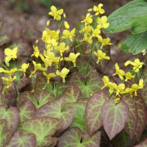 Epimedium perralchicum Frohnleiten - Püspöksüveg