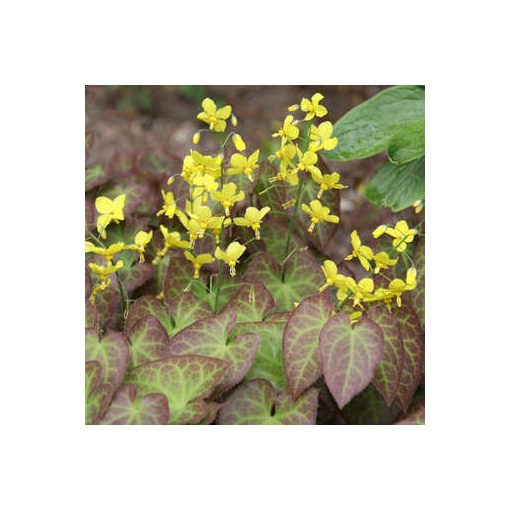 Epimedium perralchicum Frohnleiten - Püspöksüveg