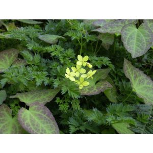 Epimedium perralchicum Nachfolger - Püspöksüveg