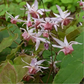 Püspöksüveg (Epimedium)
