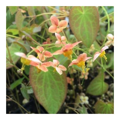 Epimedium pubigerum Orangekönigin - Püspöksüveg