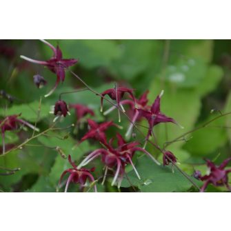 Püspöksüveg (Epimedium)