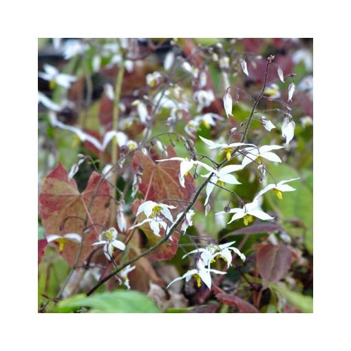 Epimedium stellulatum Wudang Star - Püspöksüveg