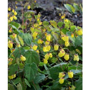 Epimedium Sunny and Share - Püspöksüveg