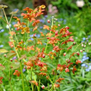 Epimedium warleyense Ellen Willmott - Püspöksüveg