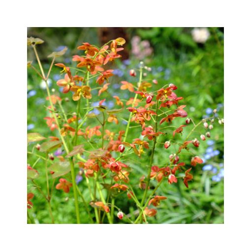 Epimedium warleyense Ellen Willmott - Püspöksüveg