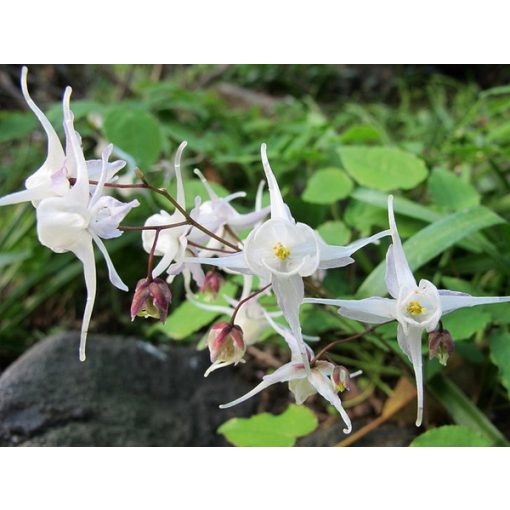 Epimedium youngianum Niveum - Püspöksüveg