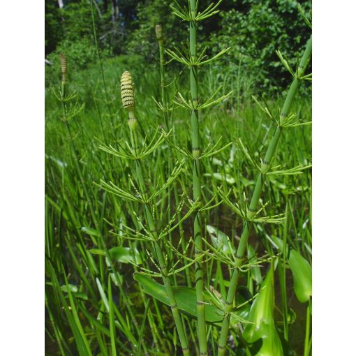 Equisetum fluviatile - Iszapzsurló