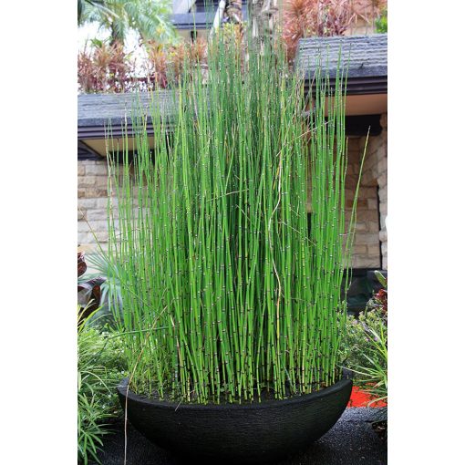 Equisetum hyemale - Téli zsurló