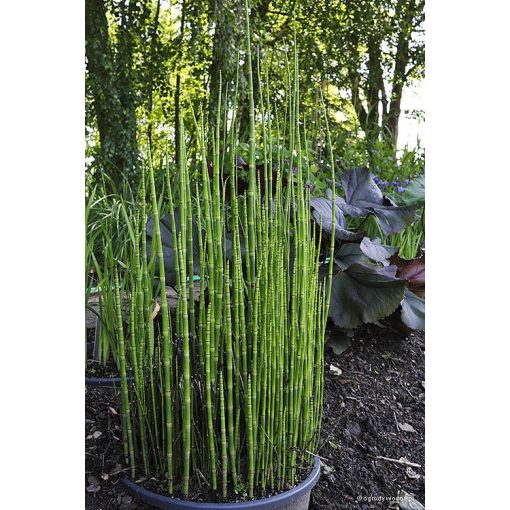 Equisetum hyemale Robustum - Téli zsurló