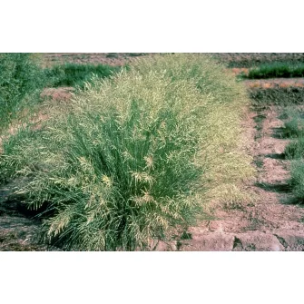Tőtippan (Eragrostis)