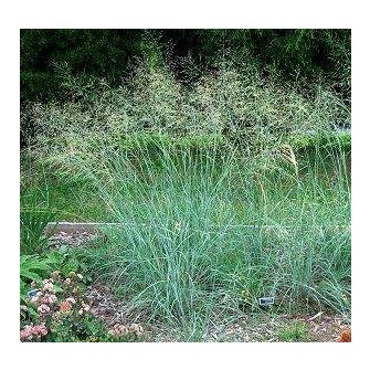 Tőtippan (Eragrostis)