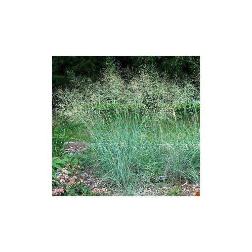 Eragrostis elliottii - Tőtippan