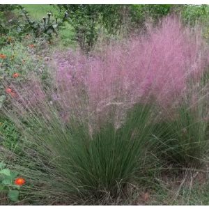 Eragrostis spectabilis Purpurflirren - Tőtippan