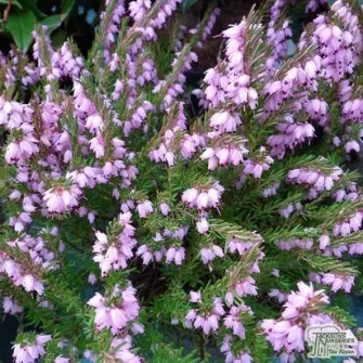 Hanga (Erica)